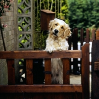 Picture of golden retriever standing up at a gate, head on one side