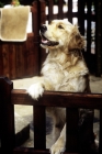 Picture of golden retriever standing up at gate to greet owner arriving home