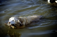 Picture of golden retriever swimming carrying stick