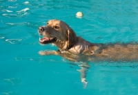 Picture of Golden Retriever swimming in pool
