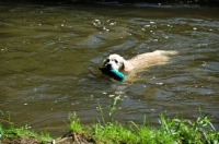 Picture of Golden Retriever swimming in river
