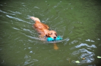 Picture of Golden Retriever swimming with dummy