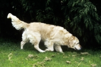 Picture of golden retriever trotting along, scenting the ground