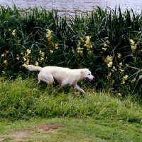 Picture of golden retriever trotting by reeds on the riverside