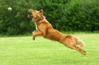 Picture of Golden Retriever trying to catch ball