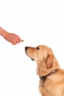 Picture of Golden Retriever waiting for a biscuit treat