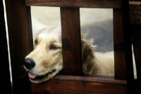 Picture of golden retriever waiting for her owner to come home