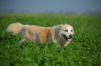 Picture of Golden Retriever walking in the tall grass