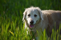 Picture of Golden Retriever walking in the tall grass