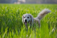 Picture of Golden Retriever walking in the tall grass