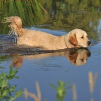 Picture of golden retriever walking into a lake