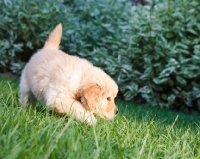 Picture of Golden Retriever walking on grass