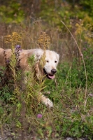 Picture of Golden Retriever walking through greenery