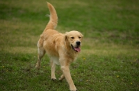 Picture of golden retriever walking with tail up
