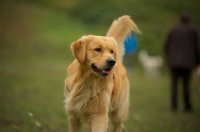 Picture of golden retriever walking with tail up