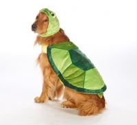 Picture of golden retriever wearing a turtle outfit