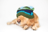 Picture of Golden Retriever wearing hat