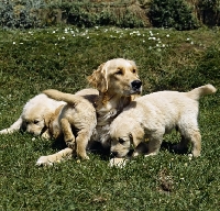 Picture of golden retriever with 3 puppies playing on grass