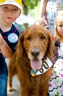 Picture of Golden retriever with children