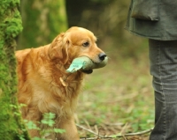 Picture of Golden Retriever with dummy