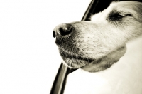 Picture of golden retriever with face out car window