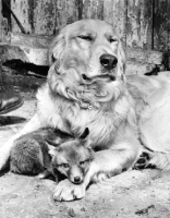 Picture of Golden Retriever with fox cub