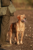 Picture of Golden Retriever with gamekeeper