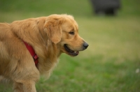 Picture of golden retriever with harness