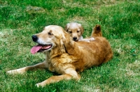 Picture of golden retriever with her puppy
