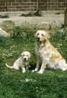 Picture of golden retriever with her puppy