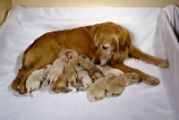 Picture of golden retriever with litter of nine puppies 