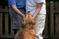 Picture of Golden Retriever with people