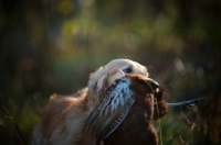 Picture of golden retriever with pheasant in its mouth