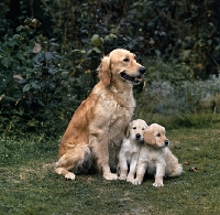 Picture of golden retriever with puppies sitting on grass