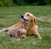 Picture of golden retriever with puppy laying on grass