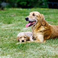 Picture of golden retriever with puppy laying on grass