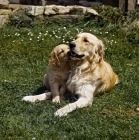 Picture of golden retriever with puppy laying on grass
