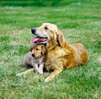 Picture of golden retriever with puppy lying on the grass