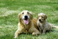 Picture of golden retriever with puppy lying on grass