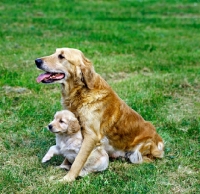 Picture of golden retriever with puppy sitting on grass