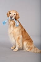 Picture of Golden Retriever with rope