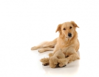 Picture of Golden Retriever with soft dog toy