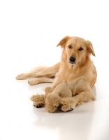 Picture of Golden Retriever with soft toy