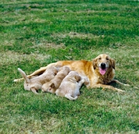 Picture of golden retriever with three puppies suckling 