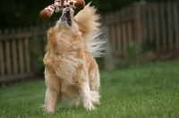 Picture of Golden Retriever with toy