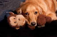 Picture of Golden Retriever with toy