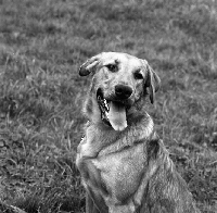 Picture of golden retriever working type looking at camera