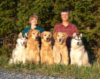 Picture of Golden Retrievers and Siberian Huskies with their proud owners