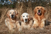 Picture of Golden Retrievers lying down