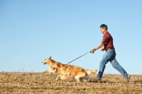 Picture of Golden retrievers on a walk